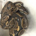 MauiBallPython2-7-1-16