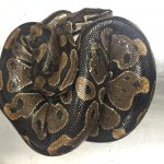 MauiBallPython7-1-16