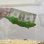 qkgecko-scale