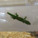 qkgecko1