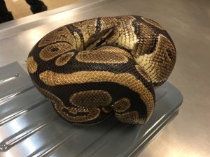 Picture of captured snake
