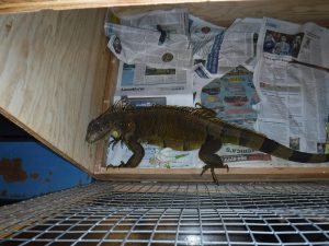 Picture of caught Iguana in box