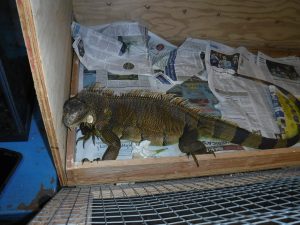Picture of caught Iguana in box 2