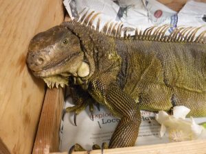Picture of caught Iguana in box close up