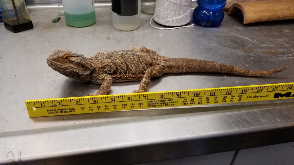 bearded dragon lizard  