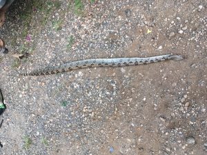 picture of snake full body 
