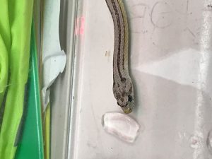 green-colored snake