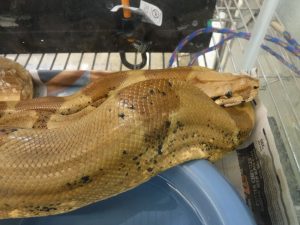 A five-foot-long boa constrictor