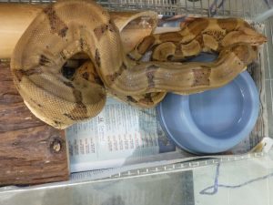A five-foot-long boa constrictor