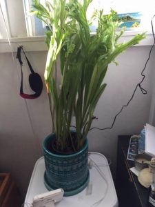 Staghorn Fern purchased at the carnival
