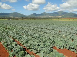 Kelena Farms Whitmore Project photo
