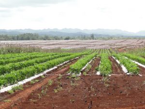 Kelena Farms Whitmore Project photo 2