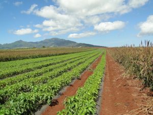 Kelena Farms Whitmore Project photo 3