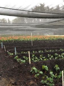 Green Point Greenhouse
