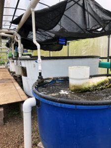 UH-Hilo Aquaponics Farm