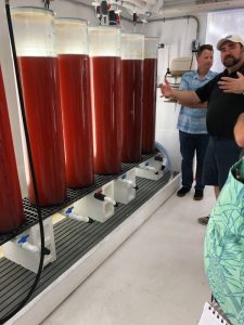 Sea urchin grow tanks