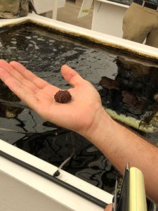 Baby sea urchin