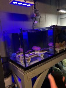 The Coral Restoration Nursery maintains rare species of live coral as part of the Coral Reef Mitigation Bank, the first in the country