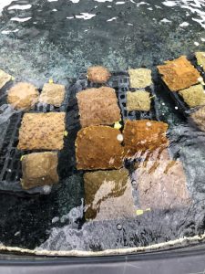 Coral propagation table where coral larvae are collected