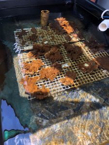 Coral propagation table where coral larvae are collected