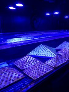 Coral nursery