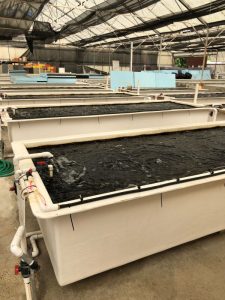 Sea urchin grow tanks