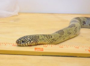 California kingsnake