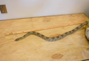 California kingsnake 2