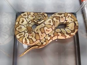 Ball python snake