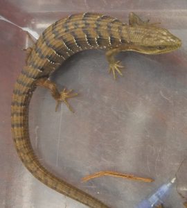 Southern Alligator Lizard