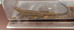 Southern Alligator Lizard
