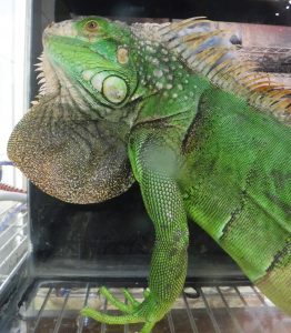 Green Iguana - Waimanalo