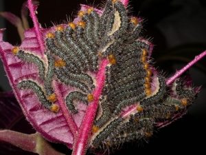 Euselasia chrysippe caterpillars consuming miconia leaf. Photo by Pablo Allen.