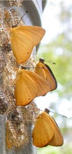 Thumbnail-sized miconia butterflies emerge from pupal cases. Photo by Kenji Nishida.