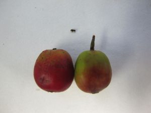 Coffee Berry Borer next to c