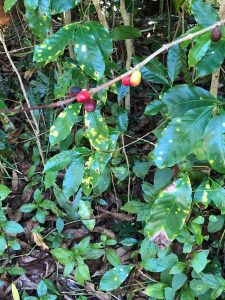 Coffee leaf rust - 