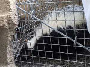 skunk