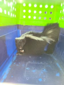 image of Skunk Captured at Honolulu Harbor