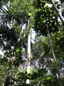 Forest canopy