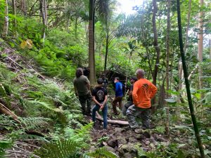 Crew surveying area of coqui infestation
