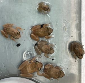 Coqui frogs caught in Waimanalo