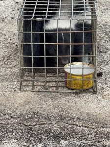 image of captured skunk