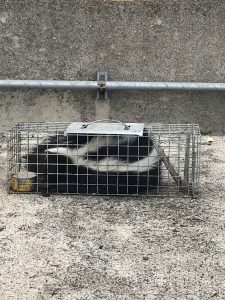 side view image of captured skunk