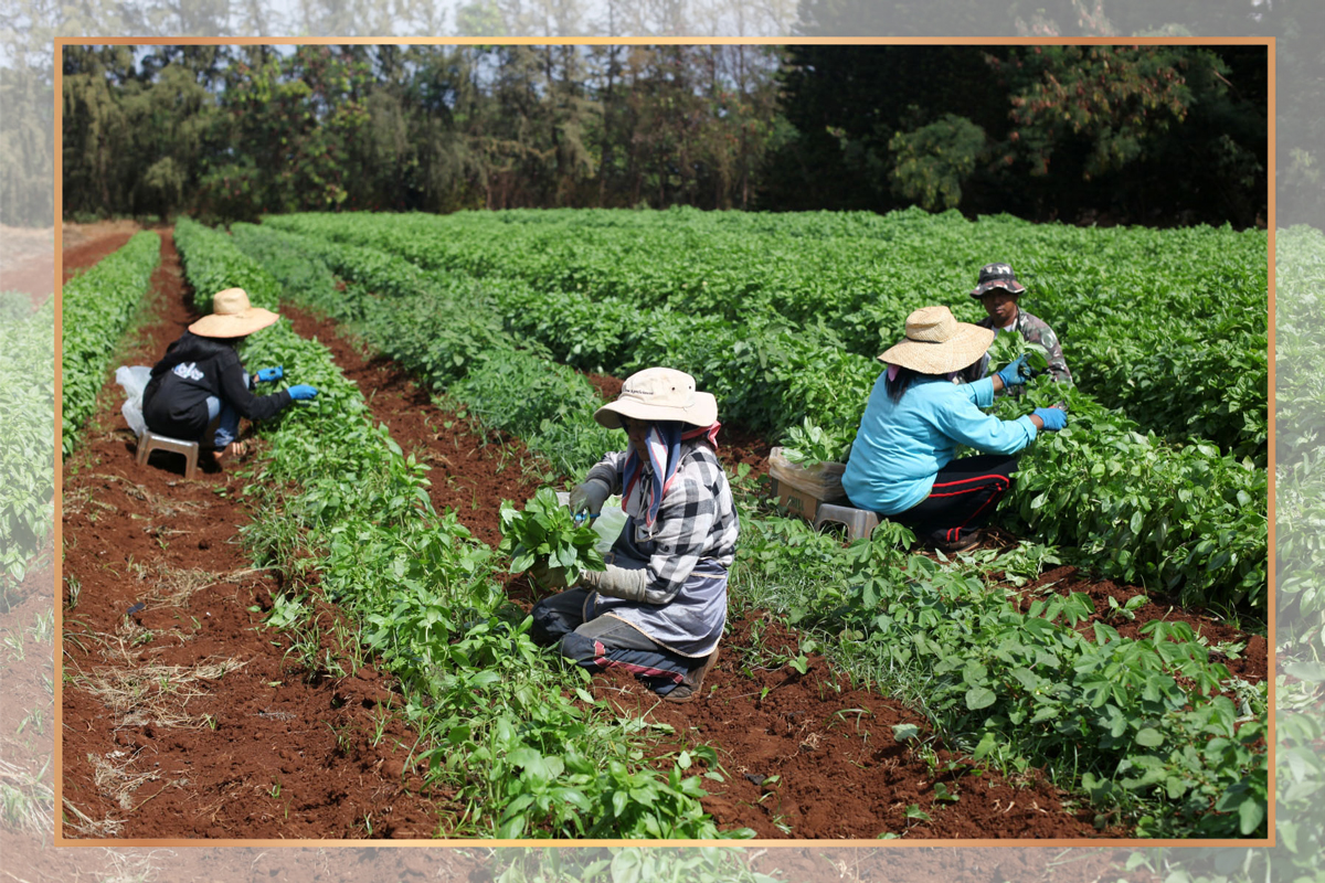 local farmers out in the field 
