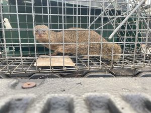 Mongoose caught on Kauai - photo credit KISC