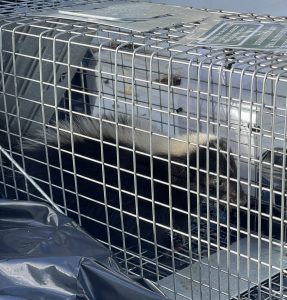 skunk in wire trap