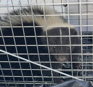 skunk in wire cage