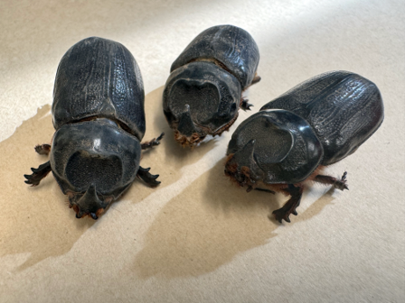 Three adult Coconut Rhinoceros Beetles